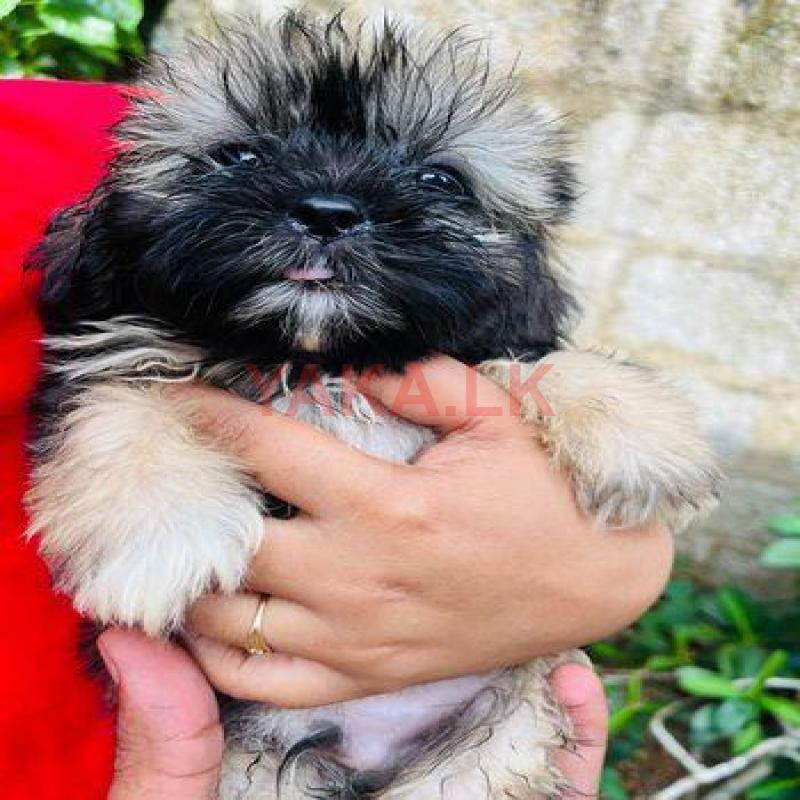 Shih Tzu Tri-Color Puppies