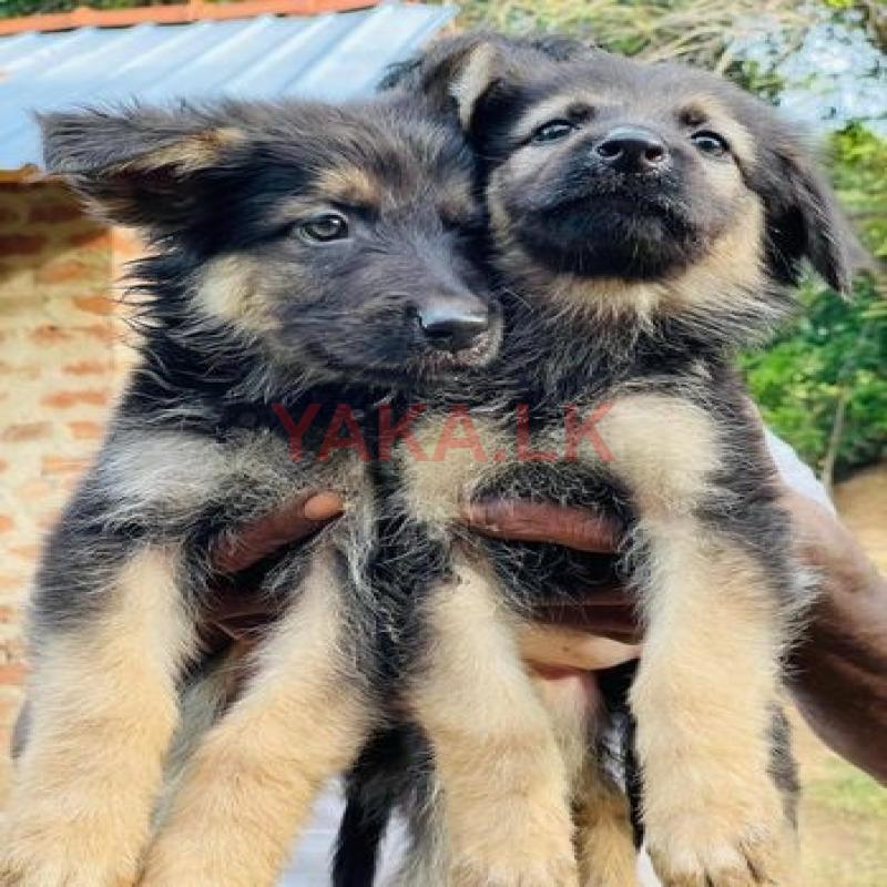 German Shepherd Puppy