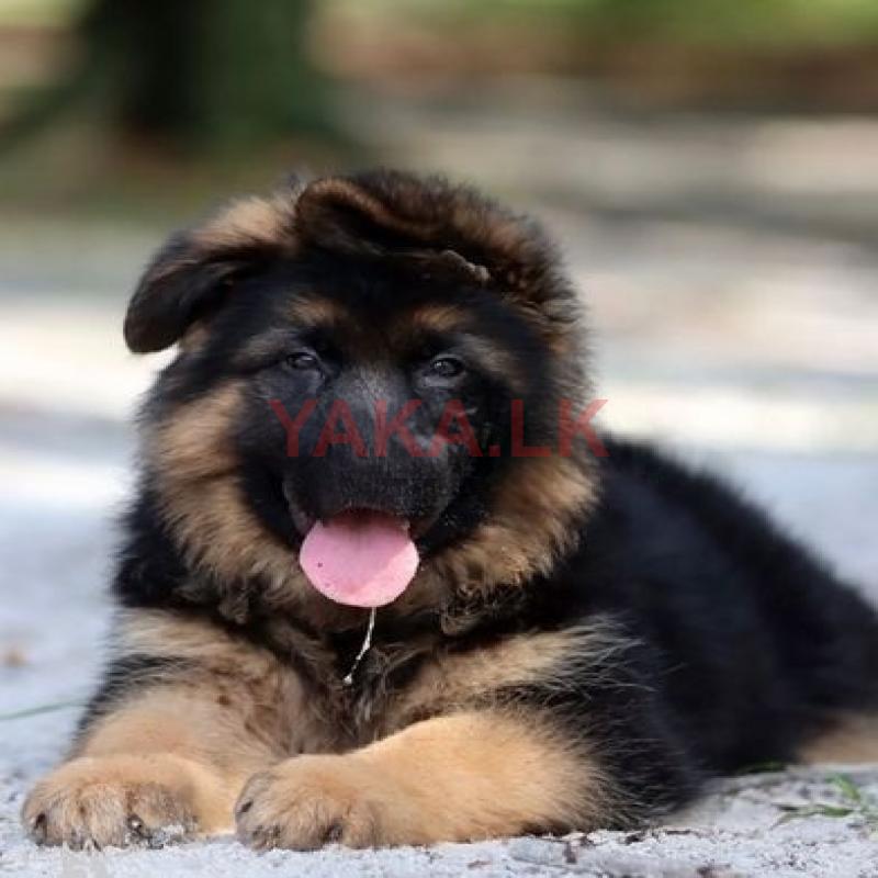 German Shepherd Puppies