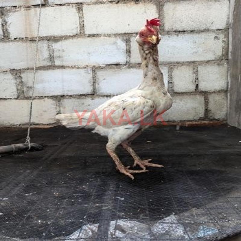 Aseel hen