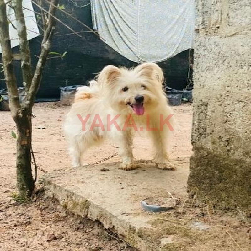 Tibetan Terrier Puppies
