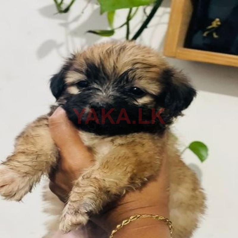 Terrier Puppies