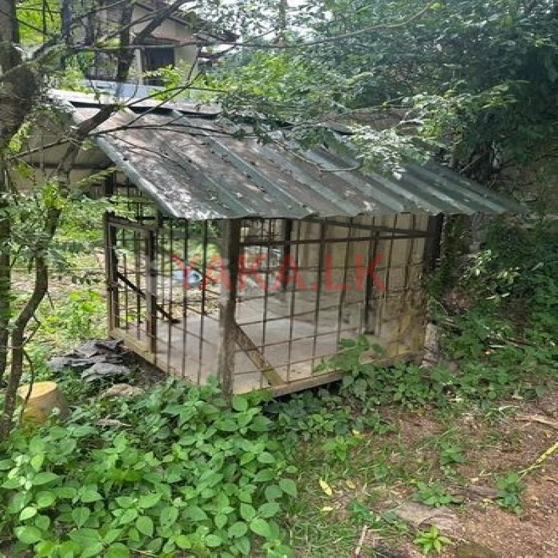 Dog Cage
