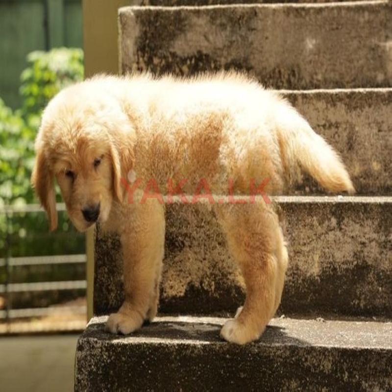 Adorable Golden Retriever Puppies