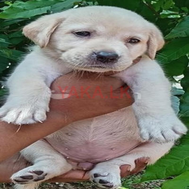 Labrador Retriever Puppies