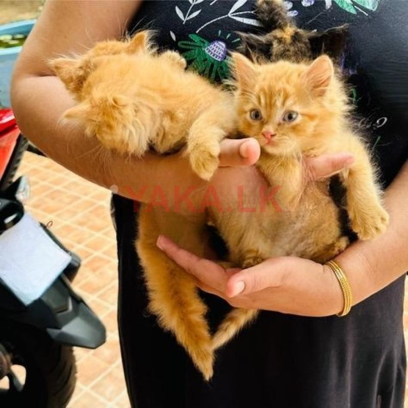 Persian Cat