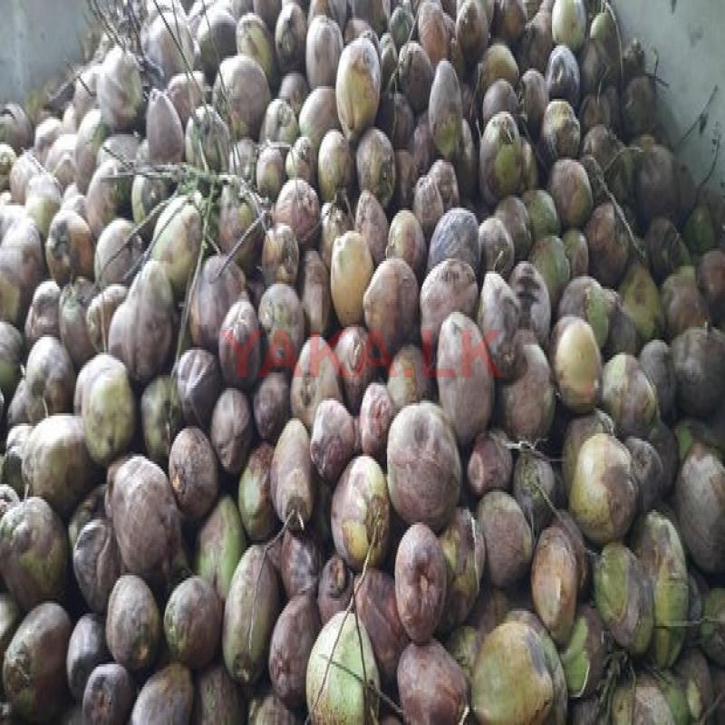தேங்காய் / පොල් Coconut