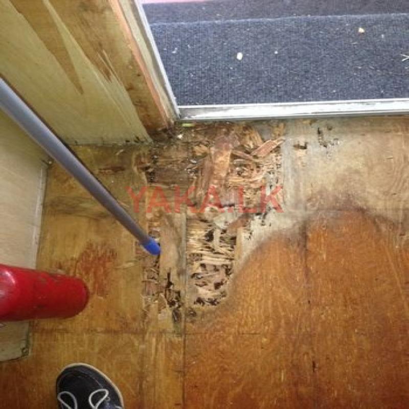 Termite Control(වේයන් මර්දනය)