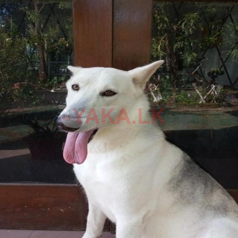Swiss Shepherd Dog