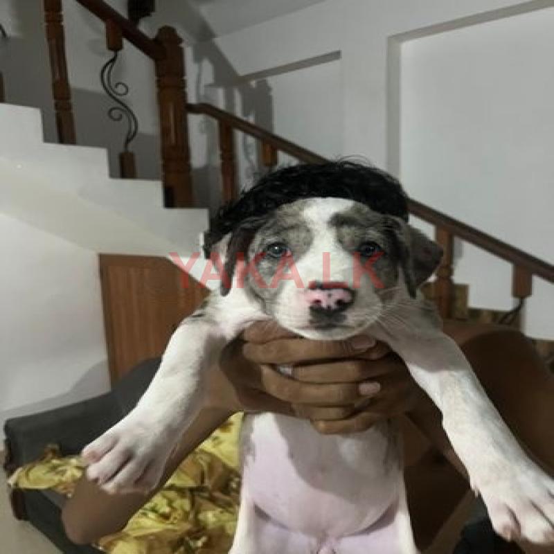 American Bully Puppies