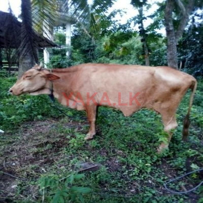 කිරි ගවයින්