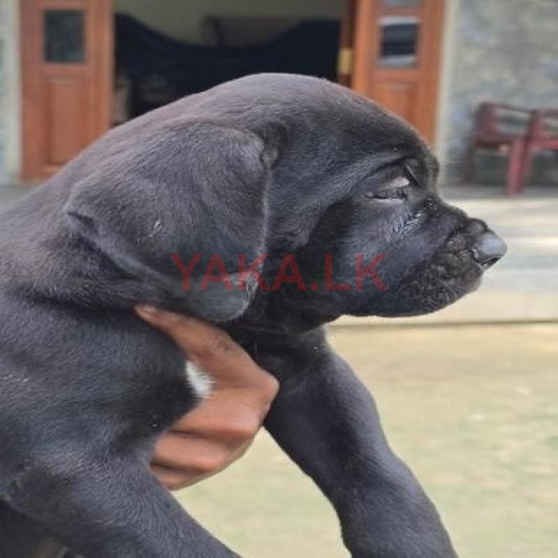 Cane Corso Puppies