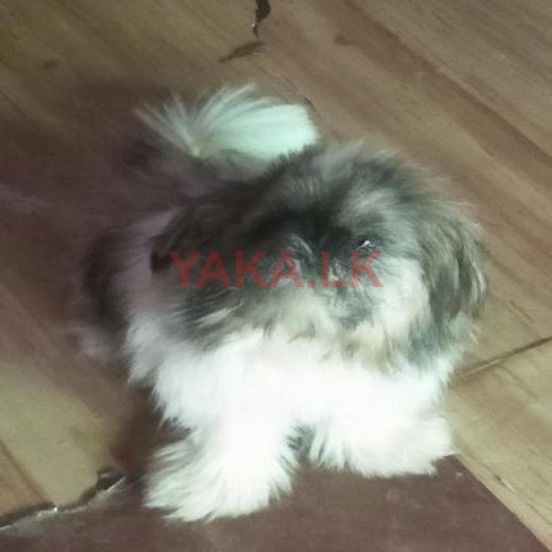 Shih Tzu Puppy
