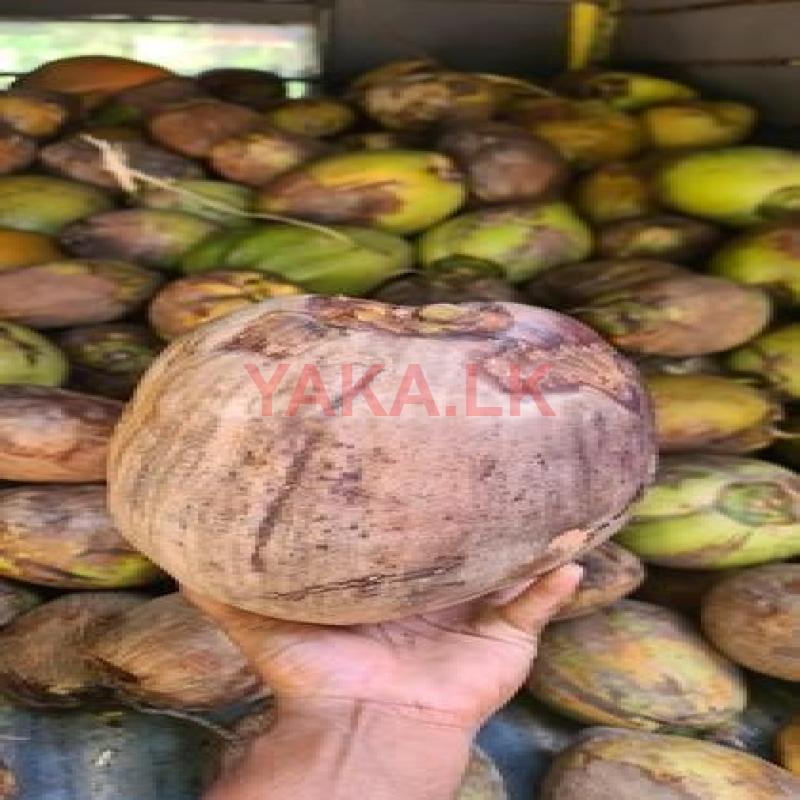 Coconut