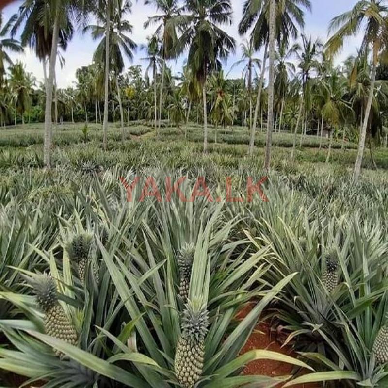 අන්නාසි පැළ