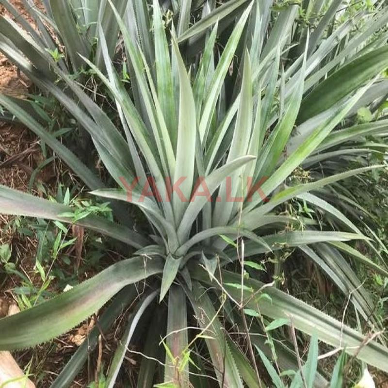 අන්නාසි පැළ