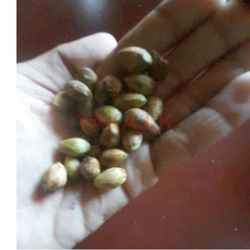Cinnamon Seeds