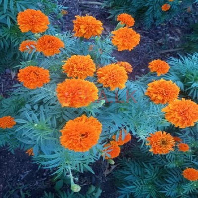 දාස්පෙතියා මල්