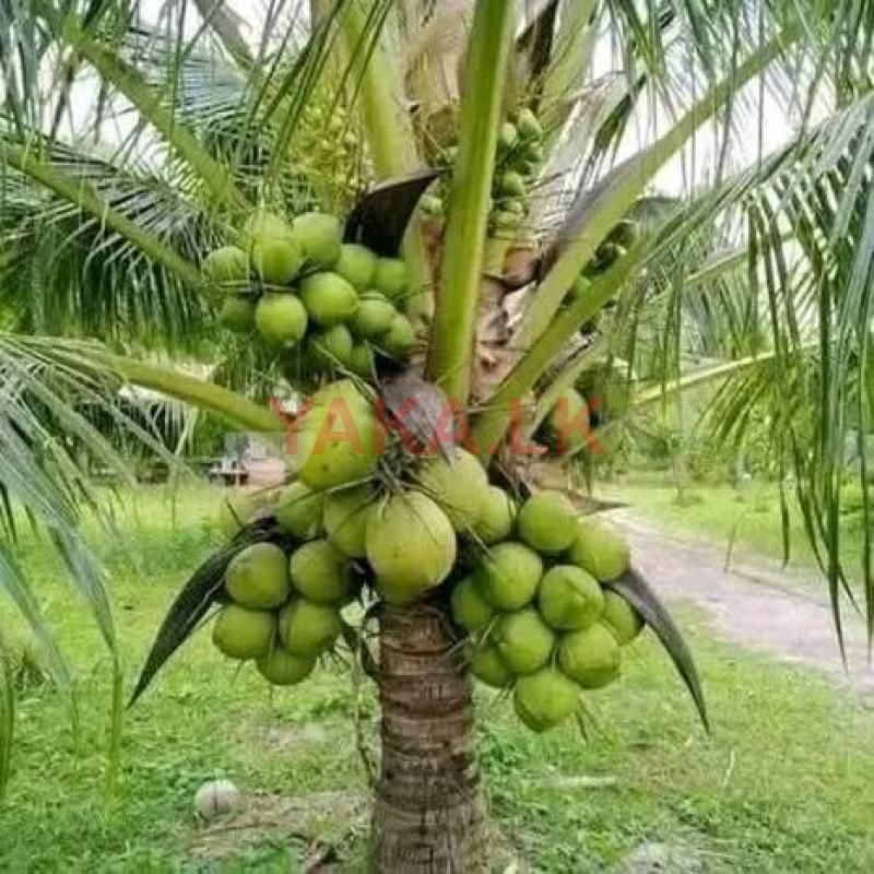 CRC65 හයිබ්‍රිඩ් පොල් පැළ