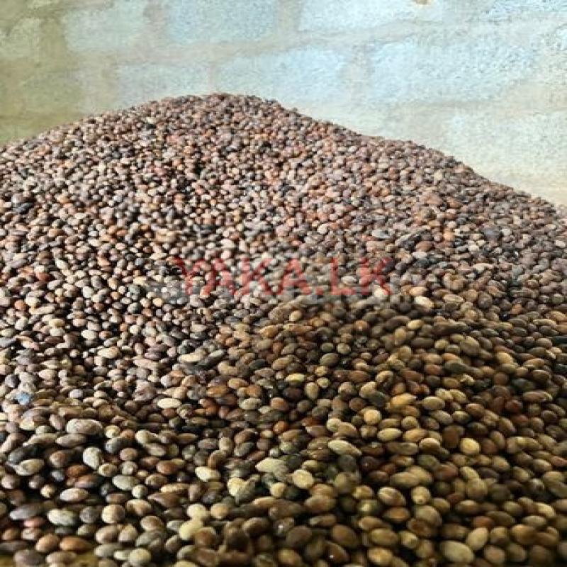 සෙසත් පැල තවාන අතුරලිය