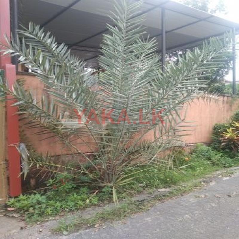 රටඉඳි ගසක්