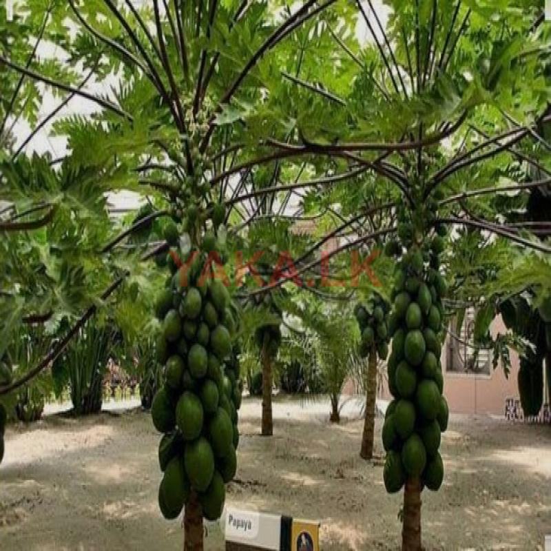 Papaya Plants