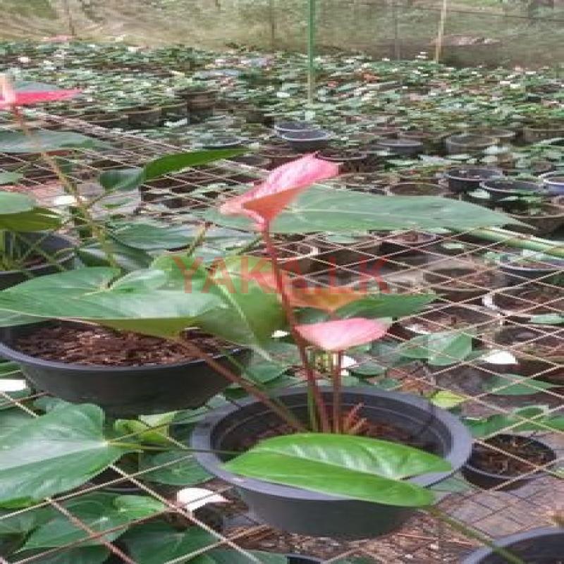 Anthurium