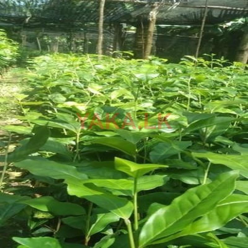 Tea Plant