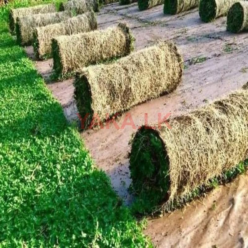 Malaysian Grass with Interlock Paving