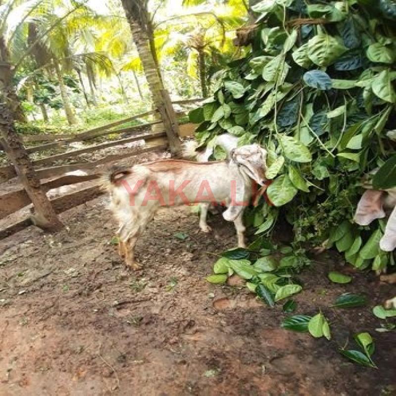Farm Goat