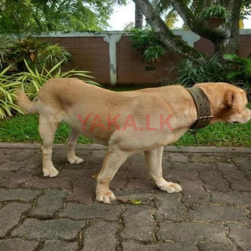 Labrador Puppies for Crossing