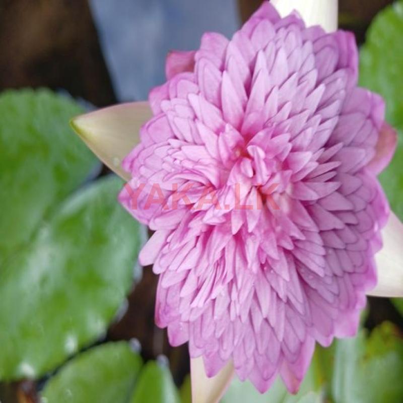 මානෙල් පැල