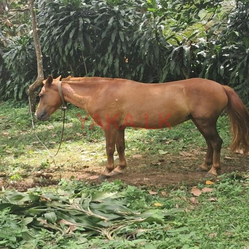 Female Pony