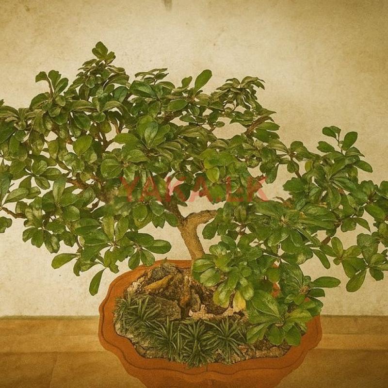 Bonsai Plant