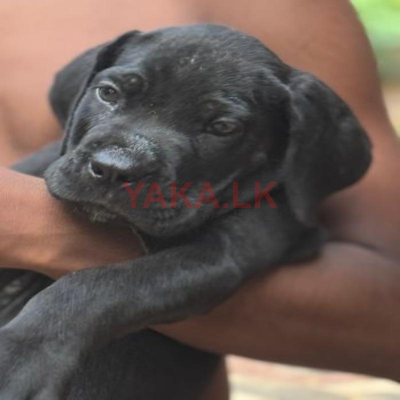 Cane Corso Puppies