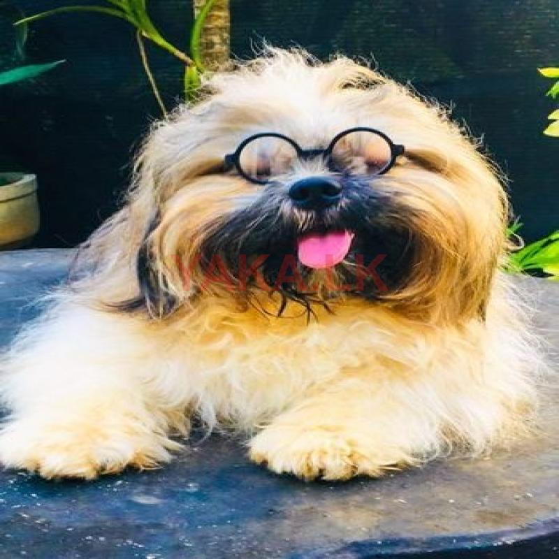 Shih Tzu male for crossing