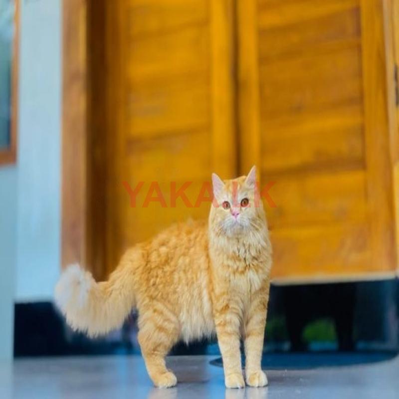 Persian Cat