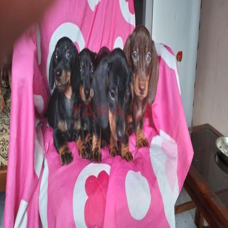 Dashchund Puppies
