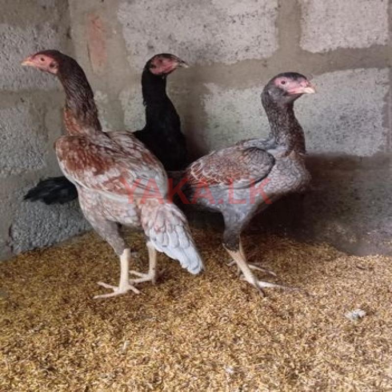 Aseeel Roosters