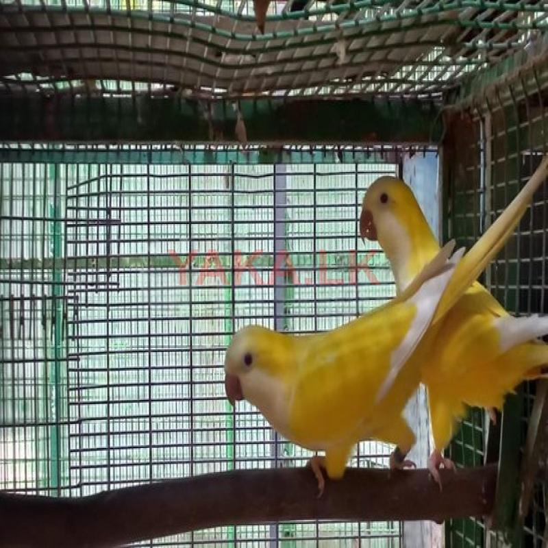 Yellow Monks