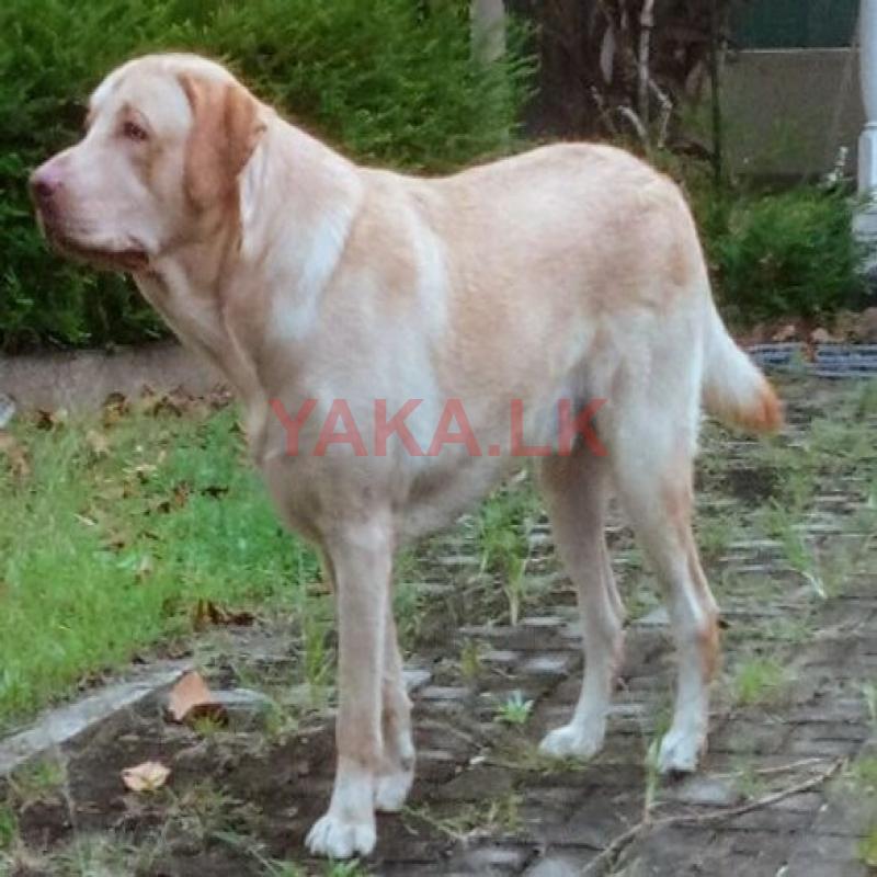 Labrador Dog for Crossing