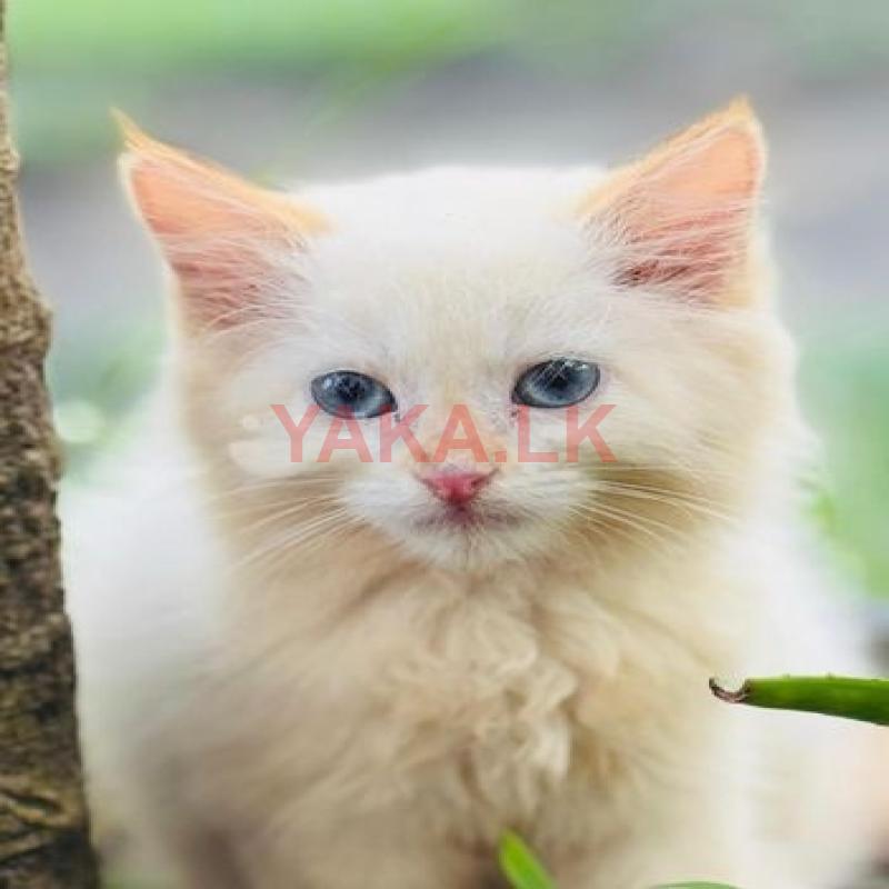 Cat Himalayan
