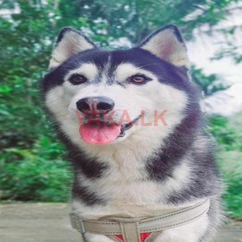 Husky for Crossing/stud