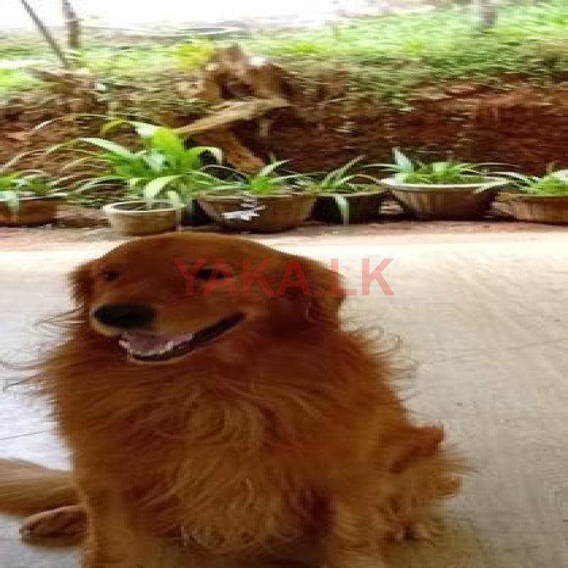 Golden Retriver for Crossing
