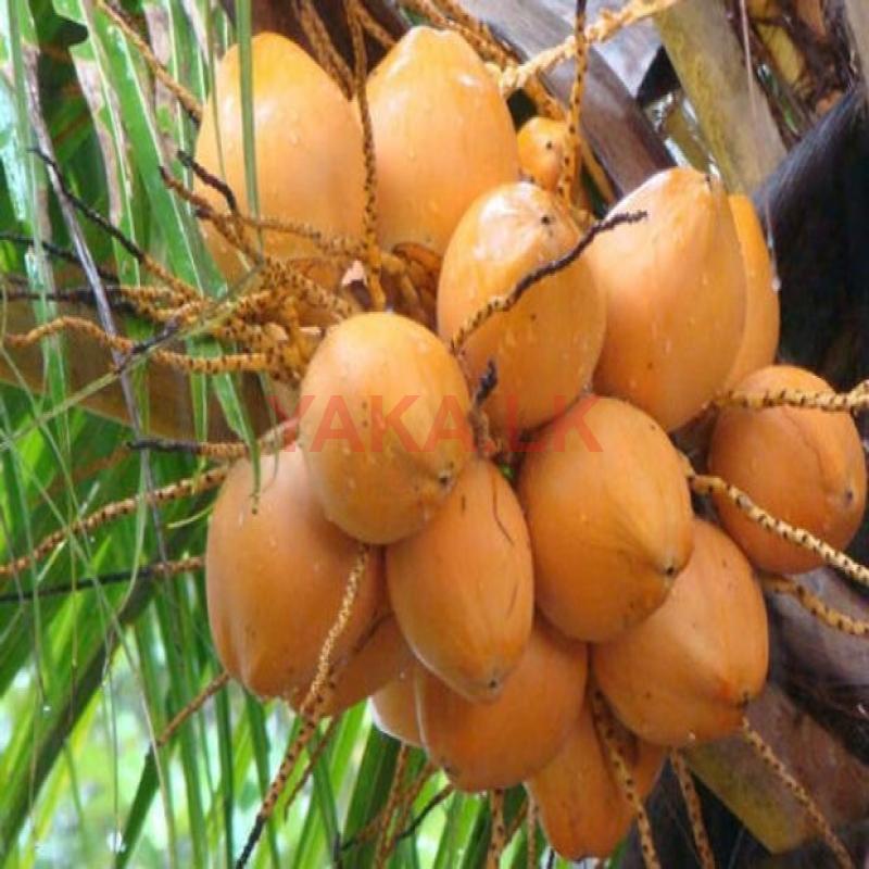 இளநீர்