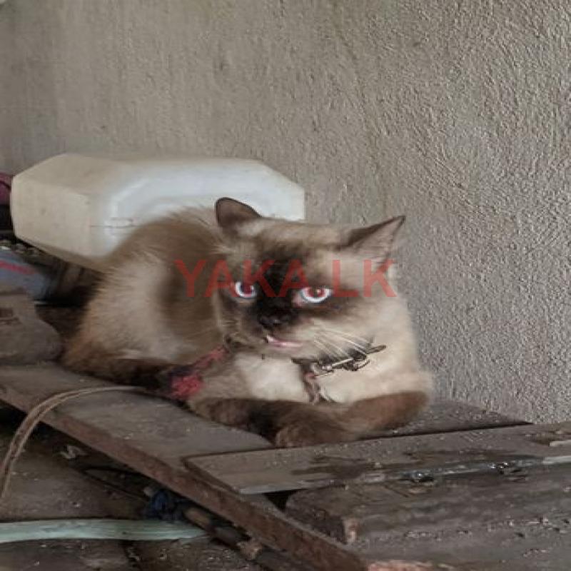 Himalayan cat