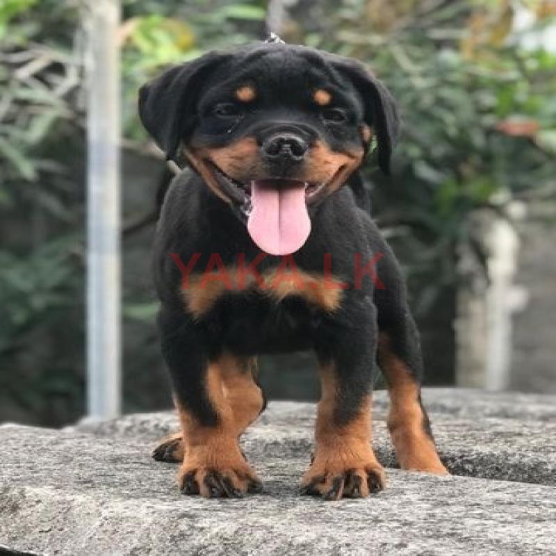 Rottweiler Puppies