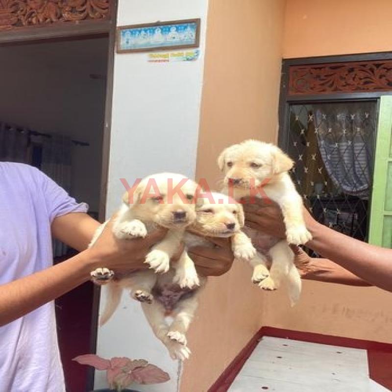 Labrador Retriever