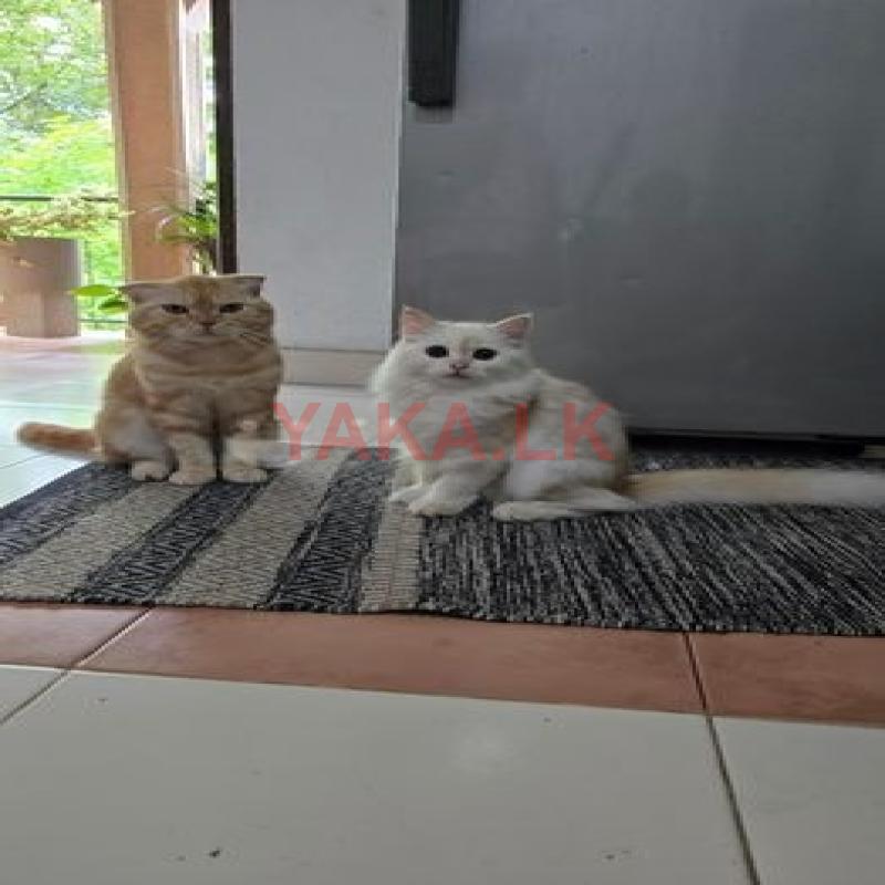 Persian Cats