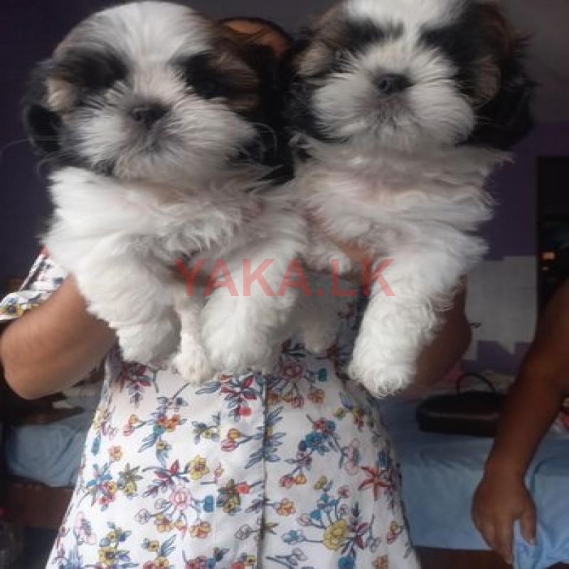 Shih Tzu Puppies